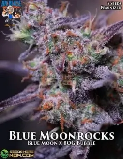Blue Moonrocks S1 Feminized Seeds (space) Earthy and Citrus Aroma
