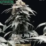 Blue Nips (Regular) - Katsu Seeds