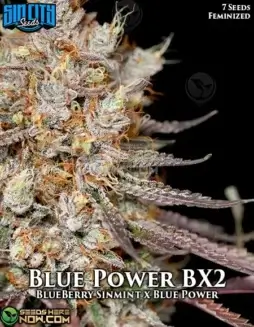 Blue Power BX2 Feminized Seeds (space) Berry, Citrus, Pine Aroma