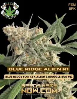 Blue Ridge Alien R1 Feminized Seeds (space) Hybrid Cannabis Strain with Pine and Citrus Aromas