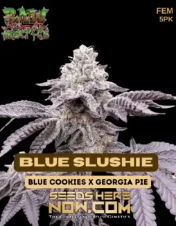 Blue Slushie Feminized Seeds (space) Raw Genetics (space) Indica Dominant Hybrid