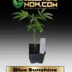 Blue Sunshine Clones - ACC