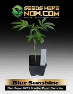 Blue Sunshine Cannabis Clone in 3.5(space)inch soil pot