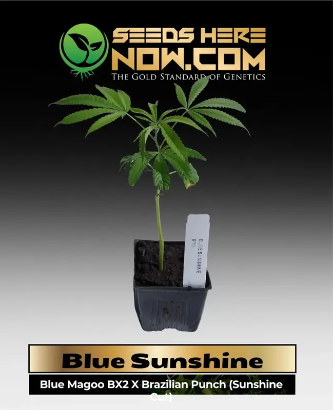 Blue Sunshine Cannabis Clone in 3.5-inch soil pot