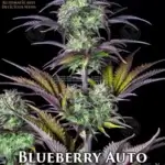 Blueberry (Autoflower) - Automatically Delicious