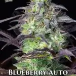 Blueberry (Autoflower) - Fast Buds