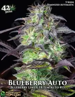Blueberry Auto autoflower seeds showcasing vibrant purple and blue hues, packed in a labeled container