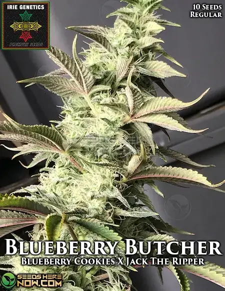 Blueberry Butcher Seeds - Sativa Dominant Strain with Blueberry and Floral Notes