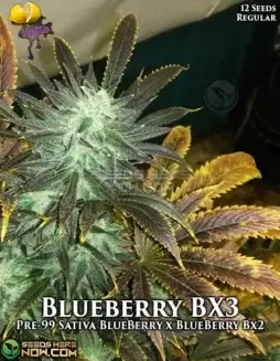 Blueberry BX3 Cannabis Seeds (space) Hybrid Strain with Sweet Berry Aroma