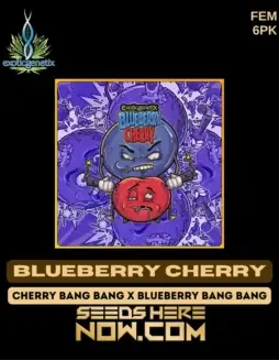 Blueberry Cherry Feminized Seeds by Exotic Genetix featuring Cherry Bang Bang x Blueberry Bang Bang lineage
