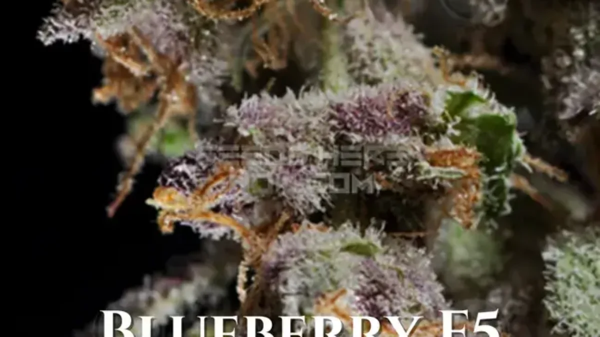 DJ Short Seeds Cannabis Seeds For Sale | Seedsherenow.com