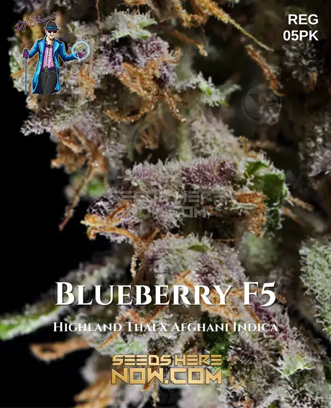 Blueberry F5 Regular Seeds - Indica-dominant Hybrid, Highland Thai x Afghani Indica