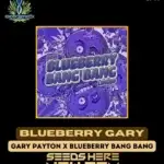 Blueberry Gary (Feminized) - Exotic Genetix