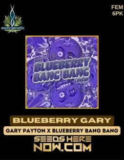 Blueberry Gary Cannabis Seeds (space) Feminized strain by Exotic Genetix featuring sweet blueberry and earthy tones