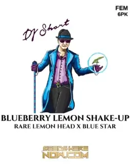 Blueberry Lemon Shake(space)Up cannabis seeds, a hybrid strain by DJ Short Seeds and Blue Star Seeds