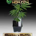 Blueberry Muffin Clones - ACC
