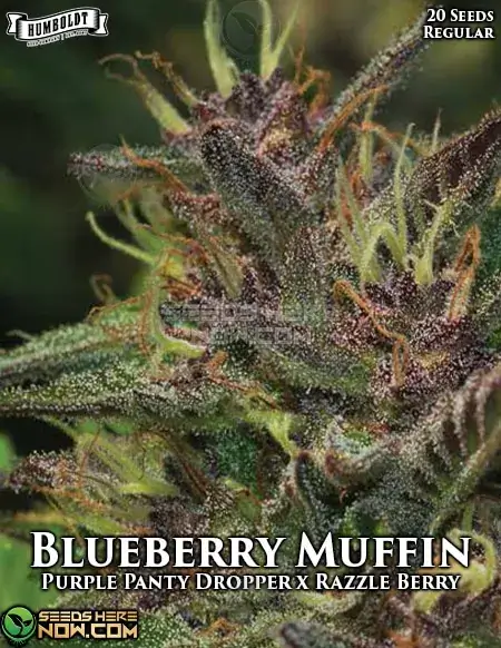 Pack of Blueberry Muffin Regular Seeds by Humboldt Seed Company