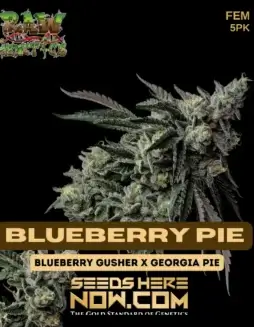 Blueberry Pie (Feminized) (space) Aromatic and Potent Cannabis Seeds by Raw Genetics
