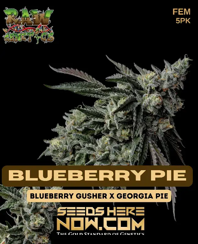 Blueberry Pie (Feminized) - Aromatic and Potent Cannabis Seeds by Raw Genetics