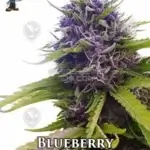 Blueberry S1 (Feminized) - Dr. Blaze