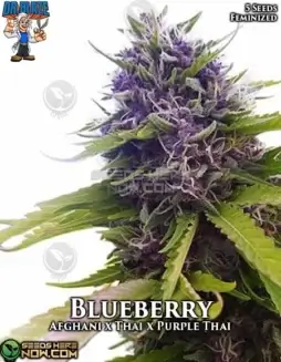 Blueberry S1 Feminized Seeds (space) Indica dominant hybrid with sweet blueberry aroma