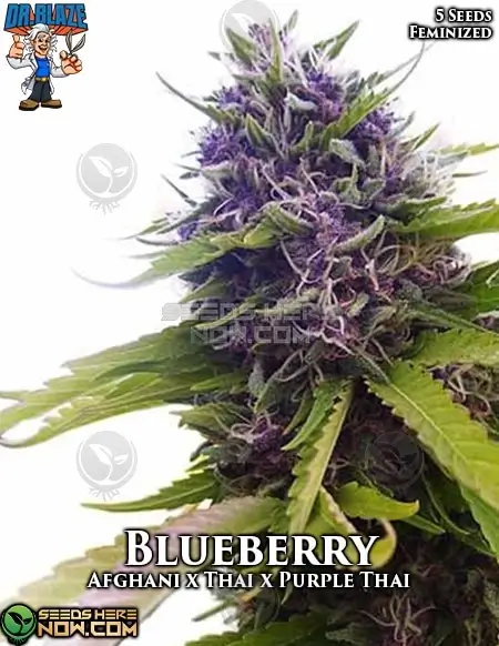 Blueberry S1 Feminized Seeds - Indica dominant hybrid with sweet blueberry aroma