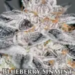 Blueberry SinMint (Regular) - Sin City Seeds
