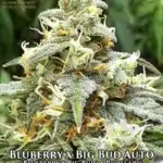 Blueberry x Big Bud (Autoflower) - Automatically Delicious