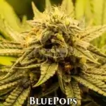 BluePops (Regular) - Envy Genetics