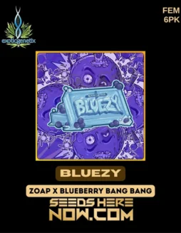 Bluezy Feminized Seeds (space) Hybrid cannabis strain with blueberry and diesel aroma