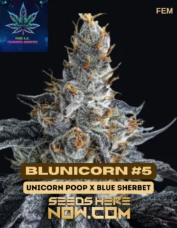 Blunicorn #5 S1 Feminized Seeds (space) Aromatic Indica Dominant Hybrid