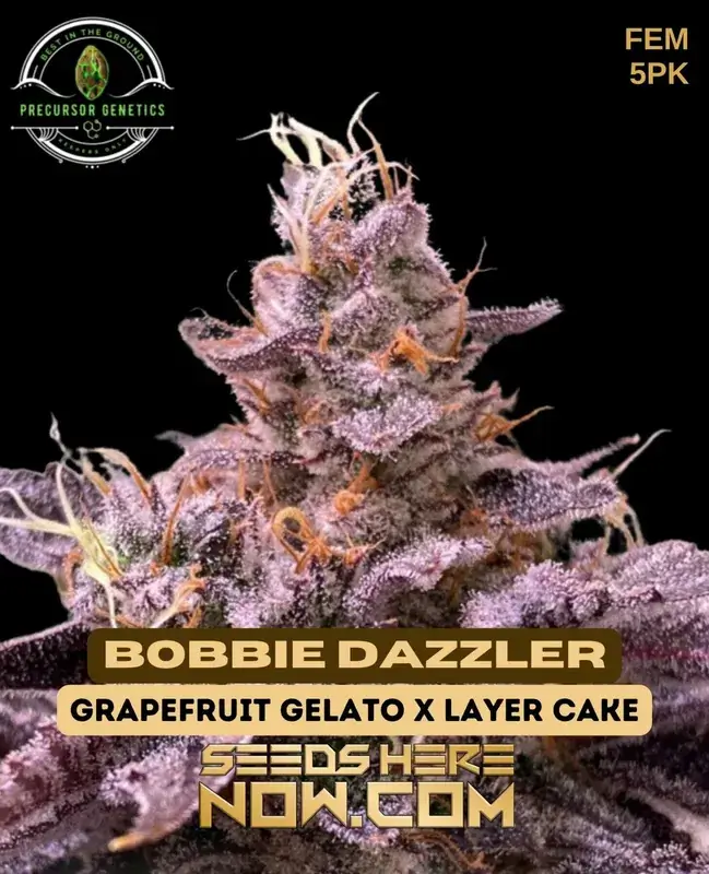 Bobbie Dazzler feminized cannabis seeds by Precursor Genetics