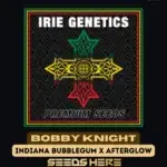 Bobby Knight (Feminized) - Irie Genetics