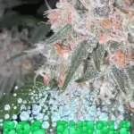 BOG Bubble (Regular) - BOG Seeds