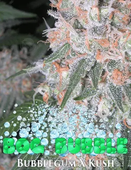 BOG Bubble Regular Seeds - Indica Dominant Bubblegum x Kush Hybrid