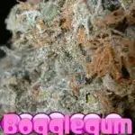 Bogglegum (Regular) - BOG Seeds