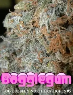 Bogglegum Regular Seeds (space) Indica(space)dominant blend of BOG Bubble and Northern Lights #5