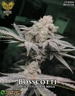Bosscotti cannabis seeds by Solfire Gardens, a blend of Biscotti and Don Mega strains