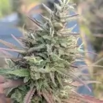 Box of Remedies CBD (Regular) - Best Coast Genetics