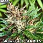 Breakfast Berries (Regular) - Weed Should Taste Good