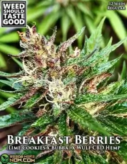 Breakfast Berries Cannabis Seeds (space) Hybrid strain by Weed Should Taste Good featuring Lime Cookies, Bubba, and Wulf CBD Hemp genetics