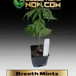 Breath Mints Clones - ACC