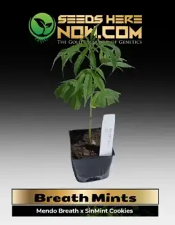 Breath Mints Clones in soil pot (space) Hybrid Cannabis by ACC