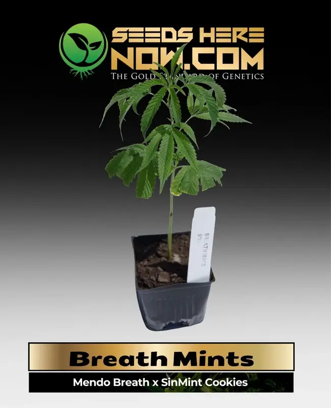Breath Mints Clones in soil pot - Hybrid Cannabis by ACC