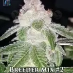 Breeders' Choice Mix #2 (Regular) - DJ Short Seeds