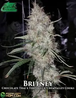 Britney Regular Seeds by True Canna Genetics featuring Chocolate Thai and Terperella/ChemValley Cooks lineage