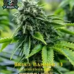 Bruce Banner #3 S1 (Feminized) - Elite Clone Seed Company