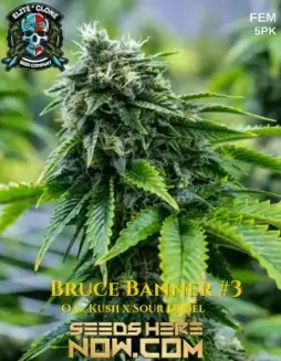Bruce Banner #3 S1 (Feminized) (space) Elite Clone Seed CompanyDense buds of Bruce Banner #3 S1 Feminized Seeds showcasing vibrant green hues and orange pistils