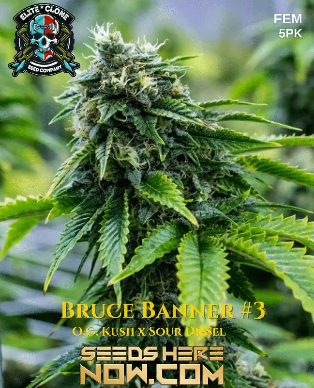 Dense buds of Bruce Banner #3 S1 Feminized Seeds showcasing vibrant green hues and orange pistils