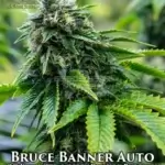 Bruce Banner (Autoflower) - Automatically Delicious